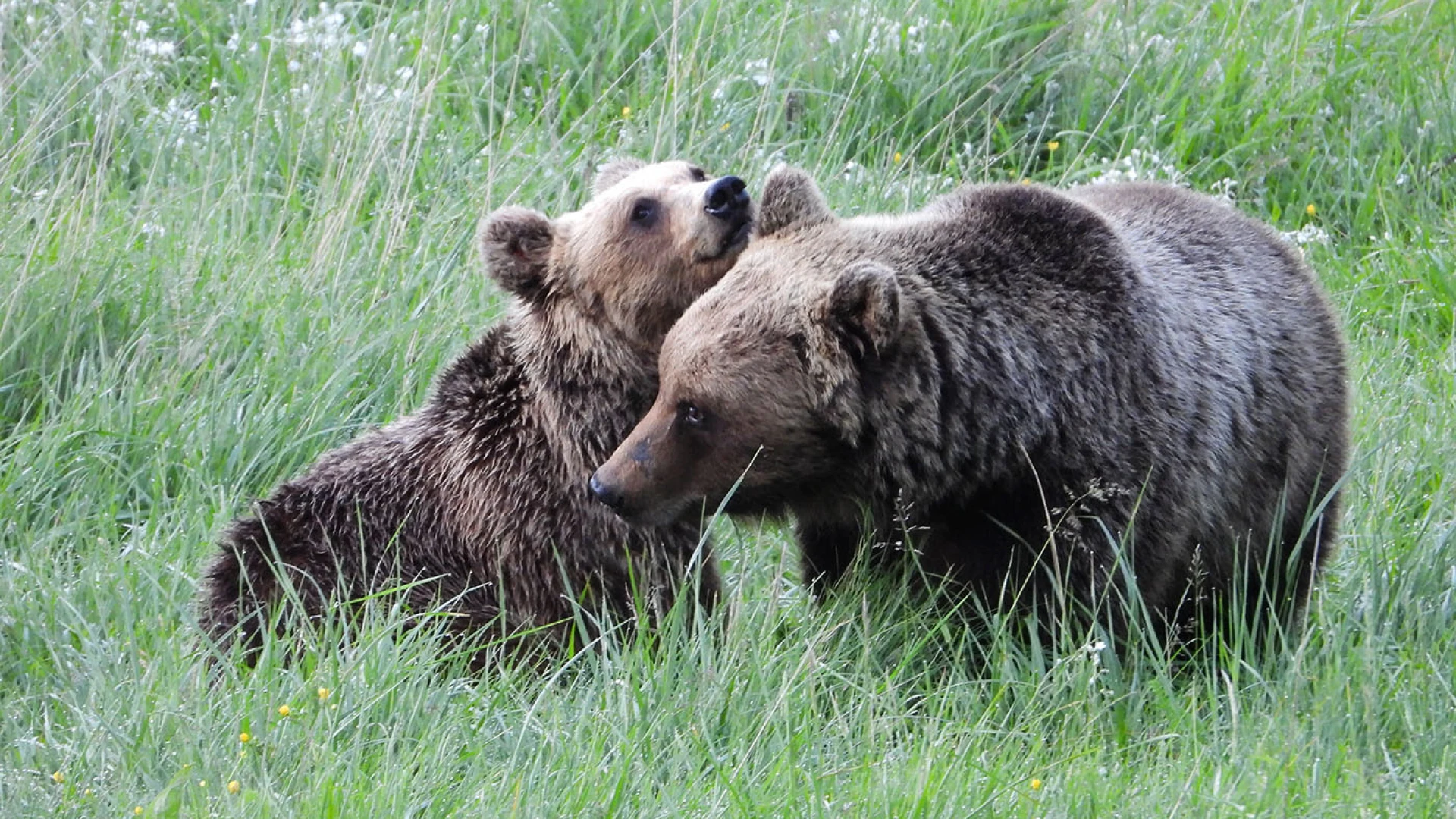 Dieci cammini, due Parchi, un unico arrivo. Volontari ed ambientalisti si ritrovano il 3 gennaio a Colli a Volturno.